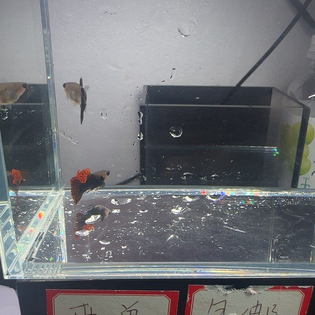 孔雀鱼红龙玻璃猫一对