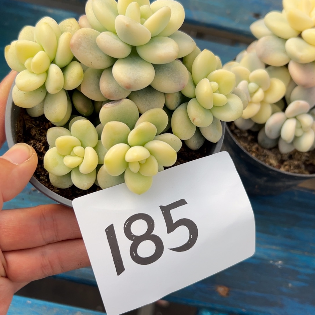 W***游185、跟着官官相护香港超好