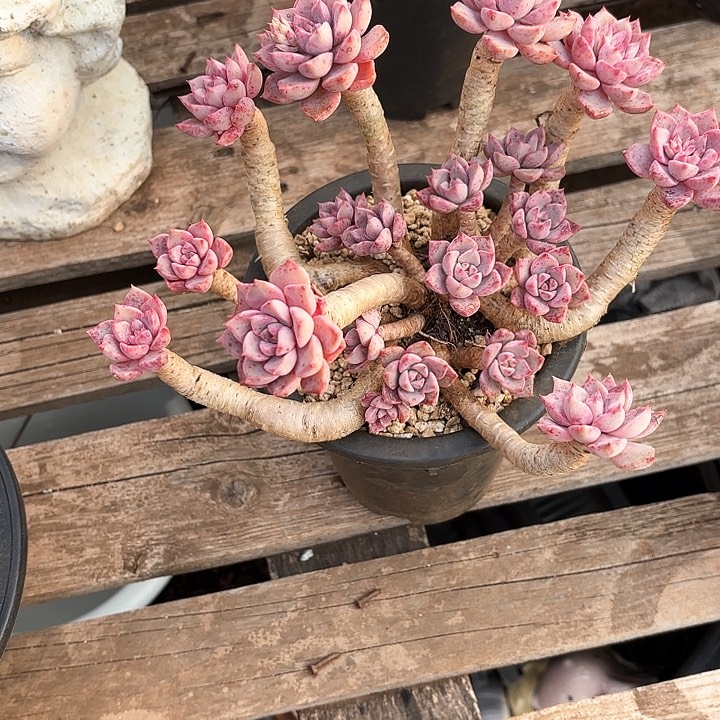 多肉植物，红粉佳人