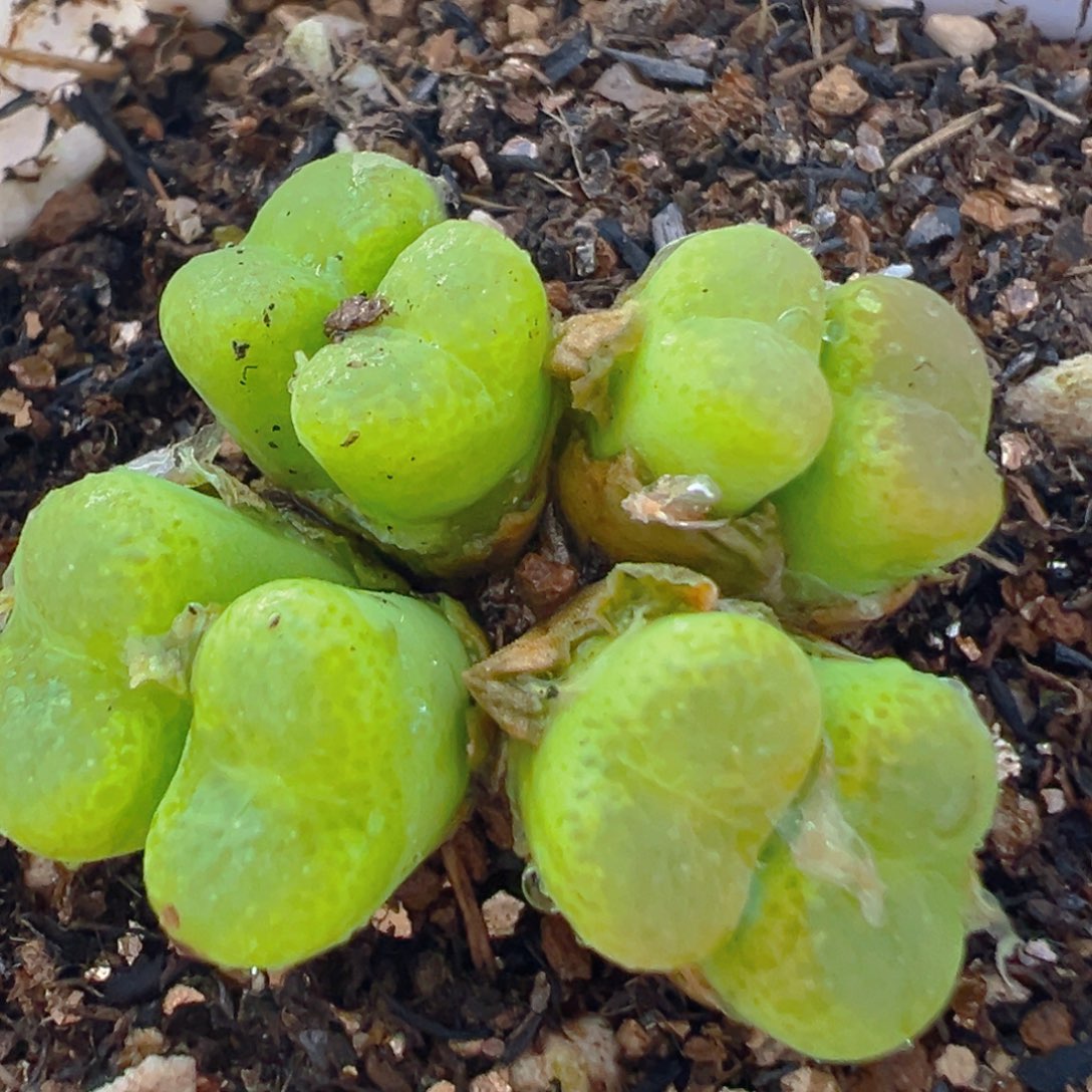 88多肉植物百科知识