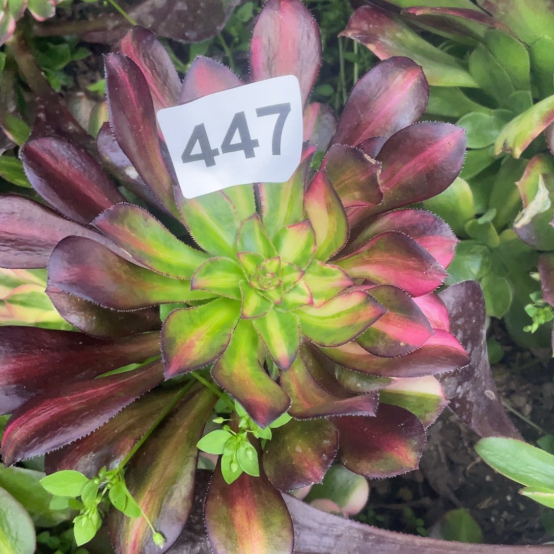 447号香奈儿七彩