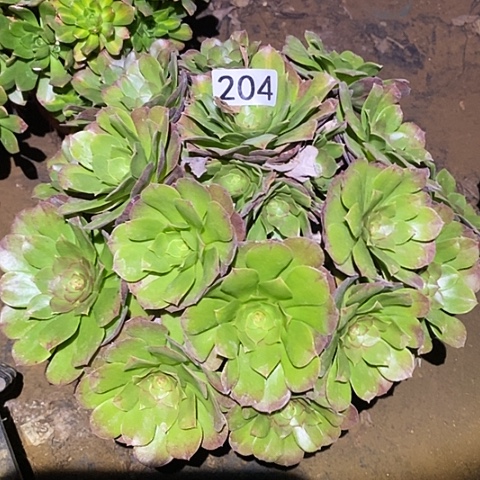 多肉植物法师204万圣节