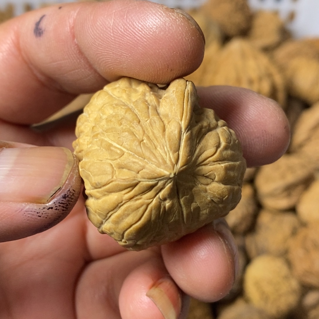 大***闪大叶紫檀（黑酸枝木类）