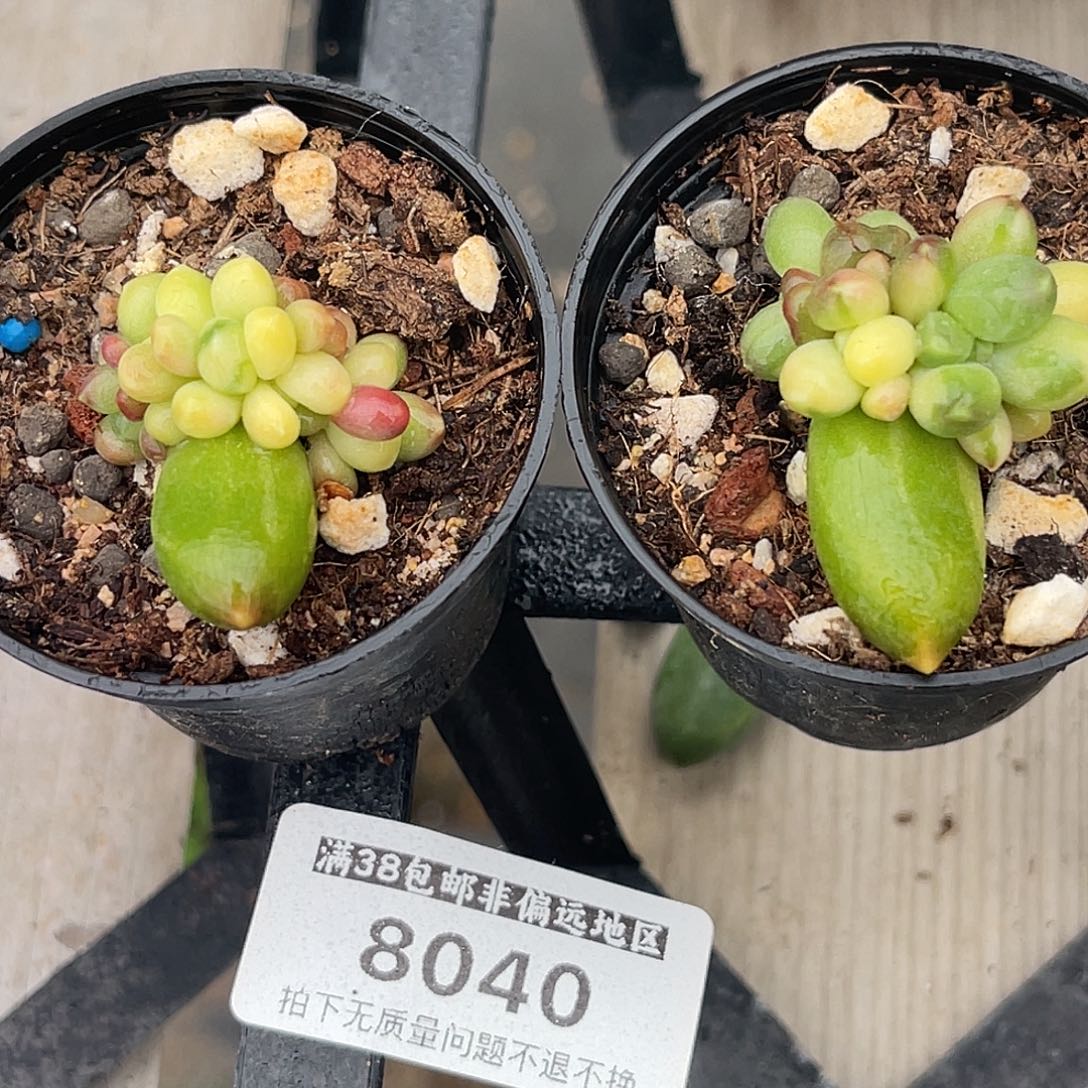 尚品园艺一组8040