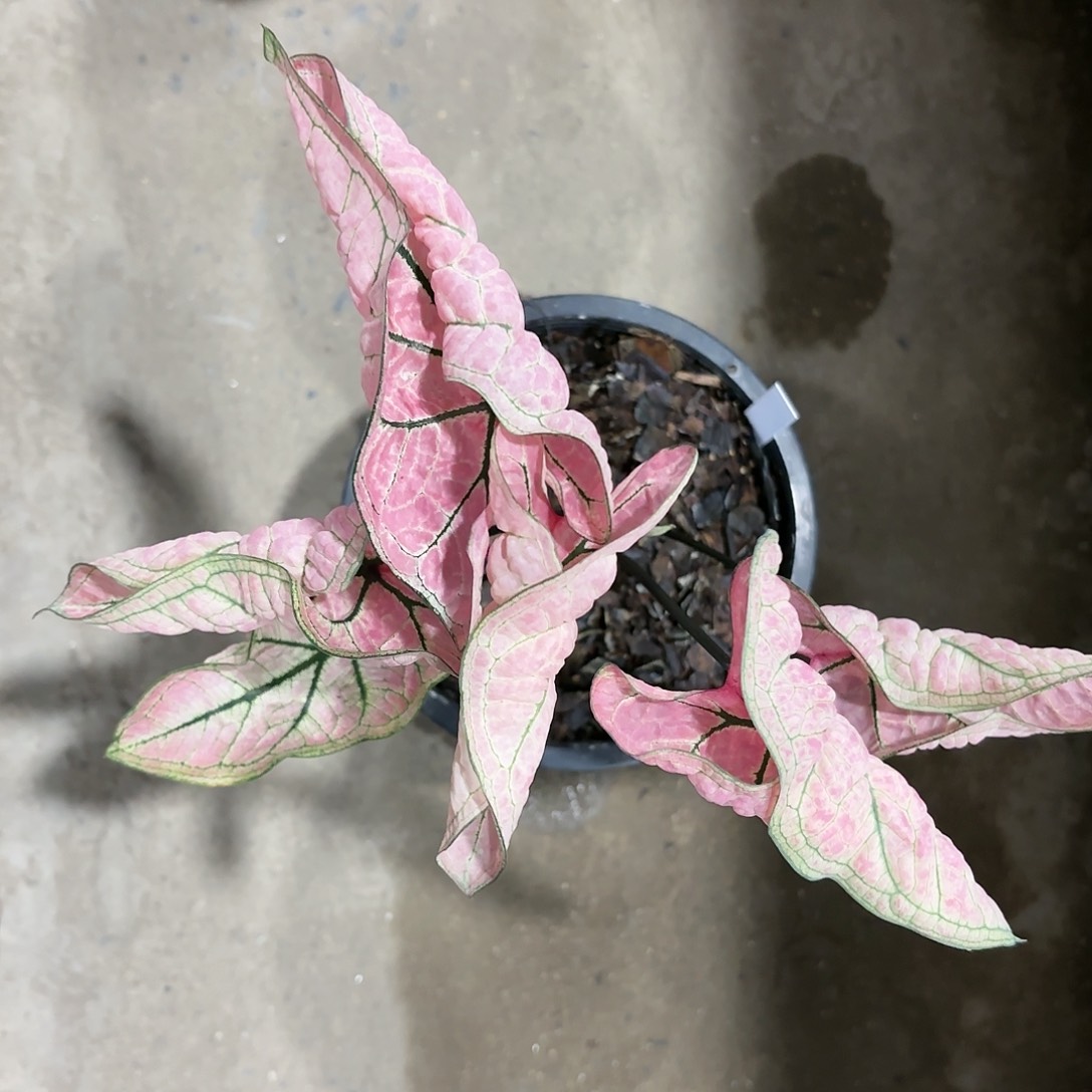 705-0112粉色虾卷彩叶芋泰国发货