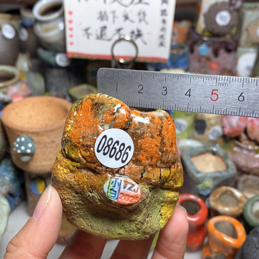 花盆拍3送一个小礼物