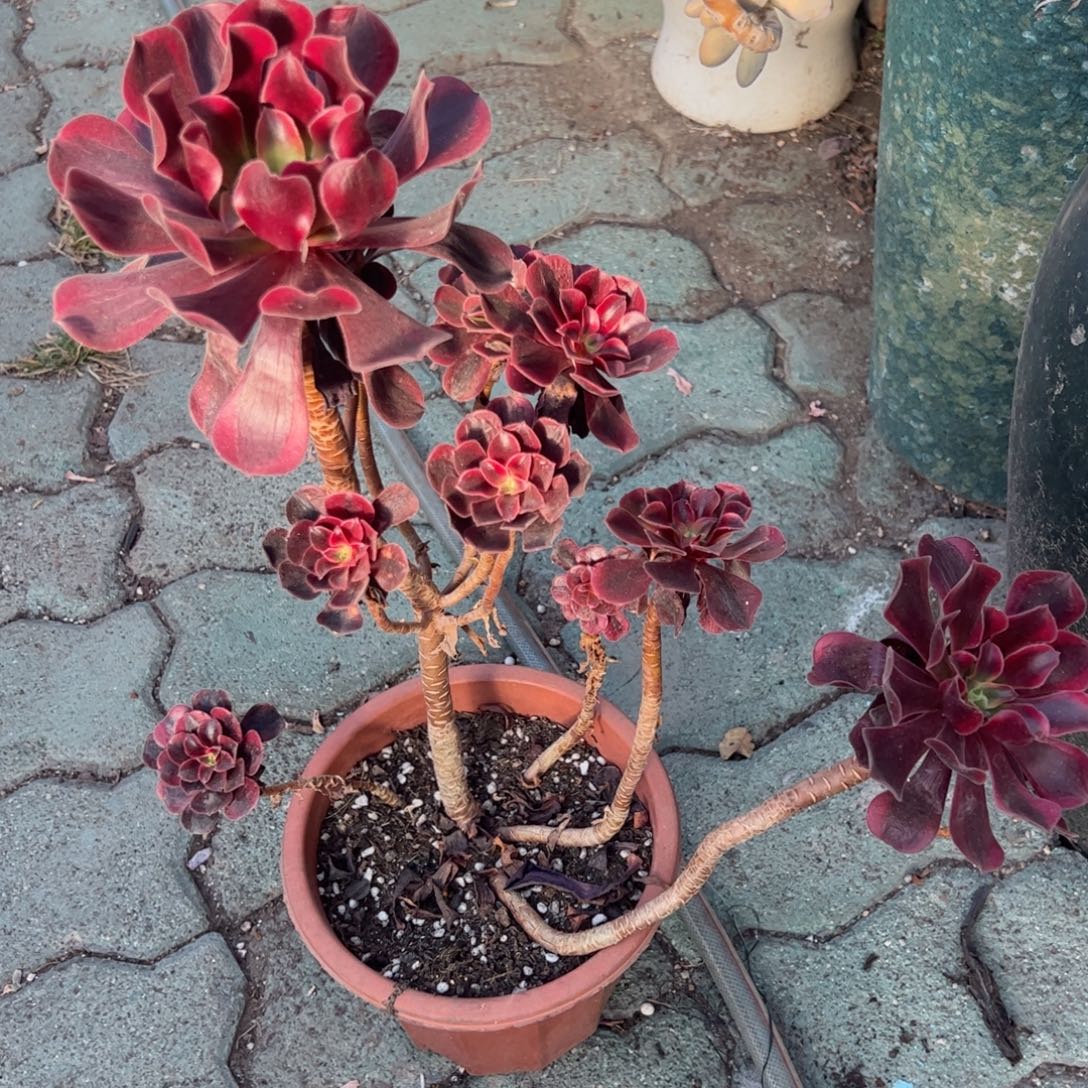 美杜莎大老桩多肉植物大师