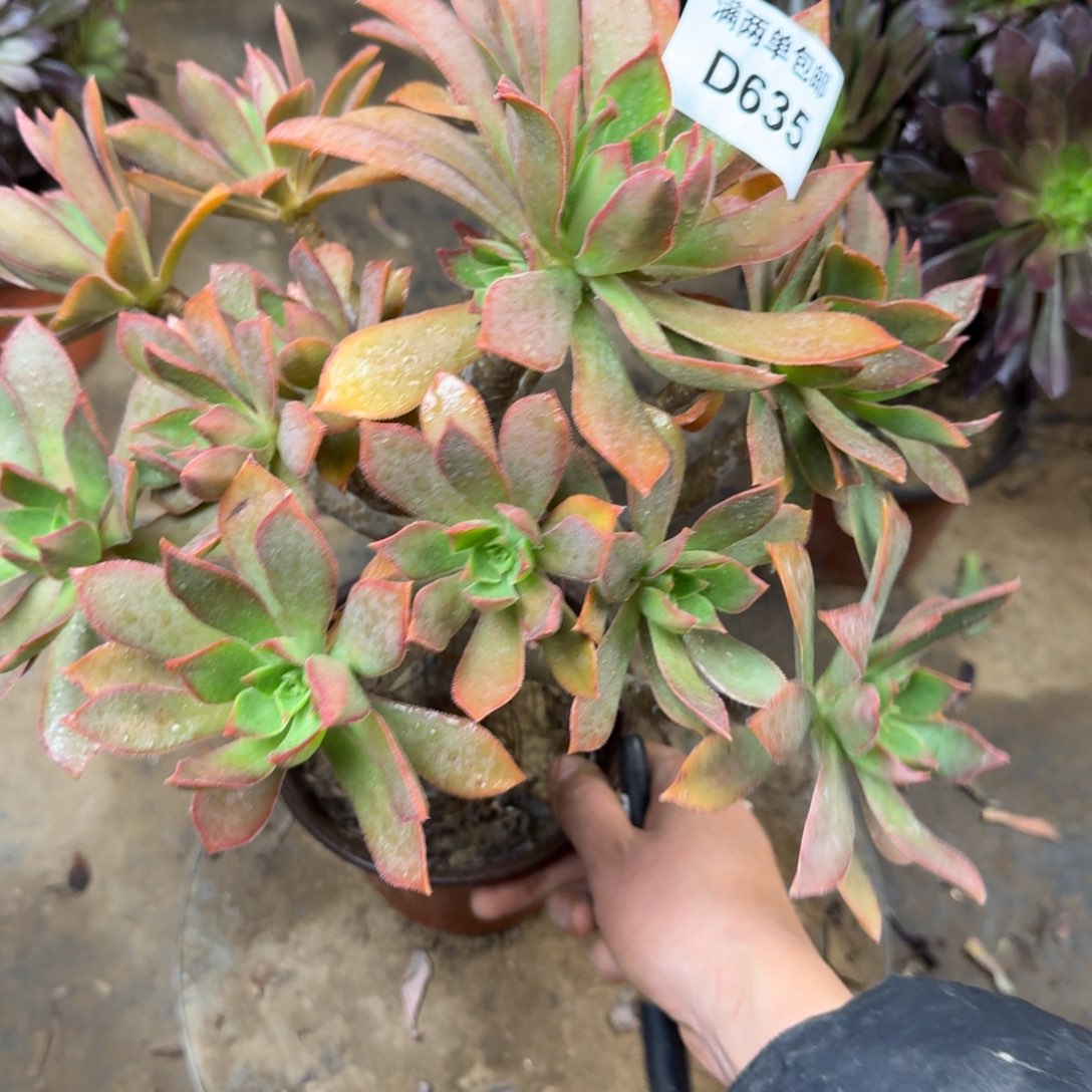 635红法师法师多肉