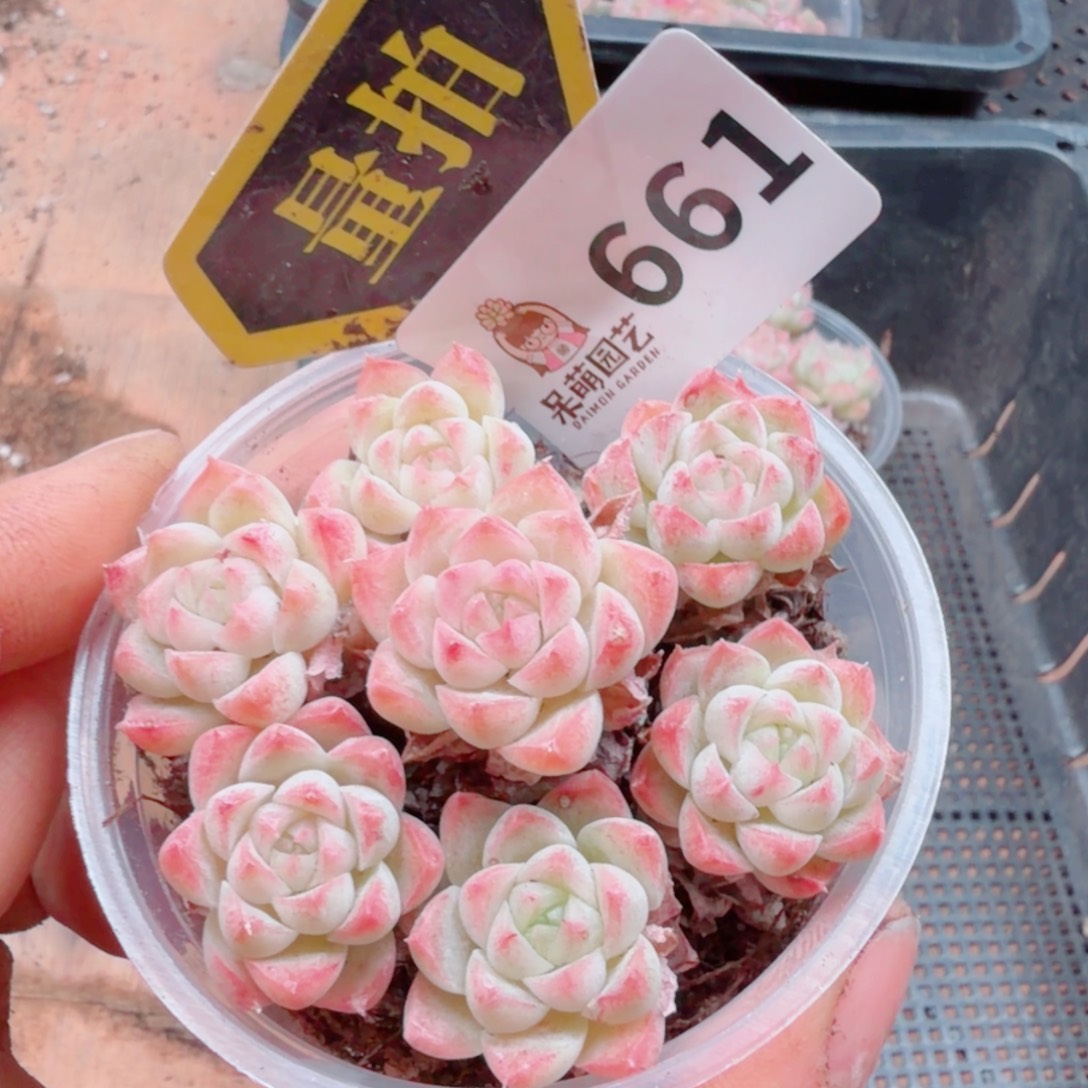 多肉植物多肉植物