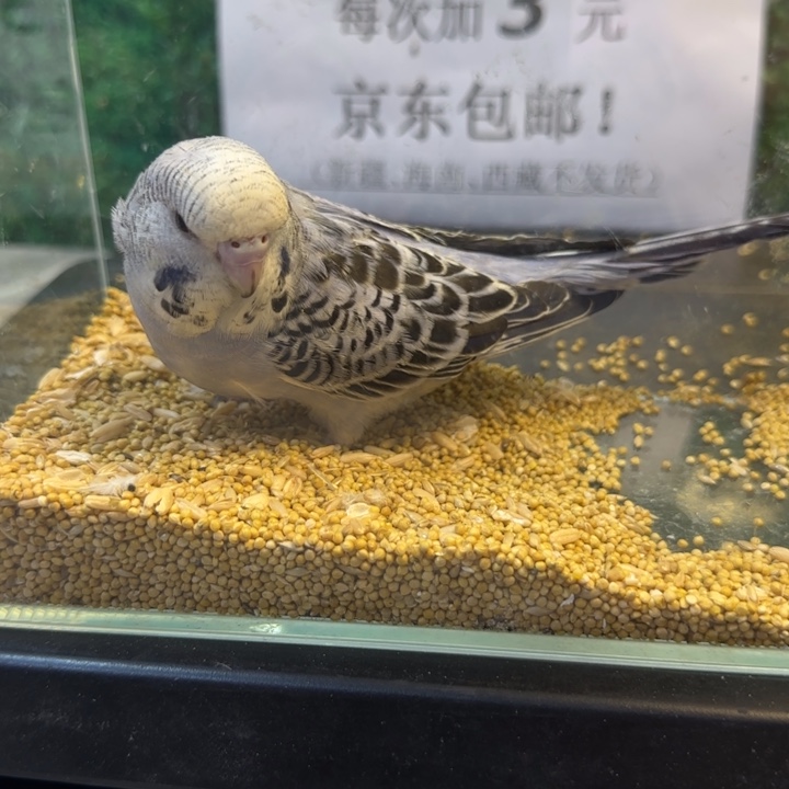 虎皮鹦鹉大头虎皮鹦鹉