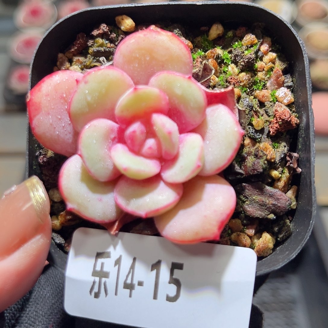 乐14-15 德国香槟