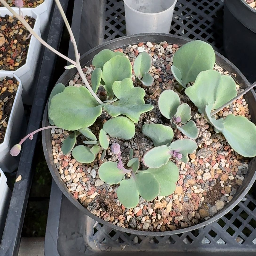 瑾***定向一个装甲厚敦菊带盆