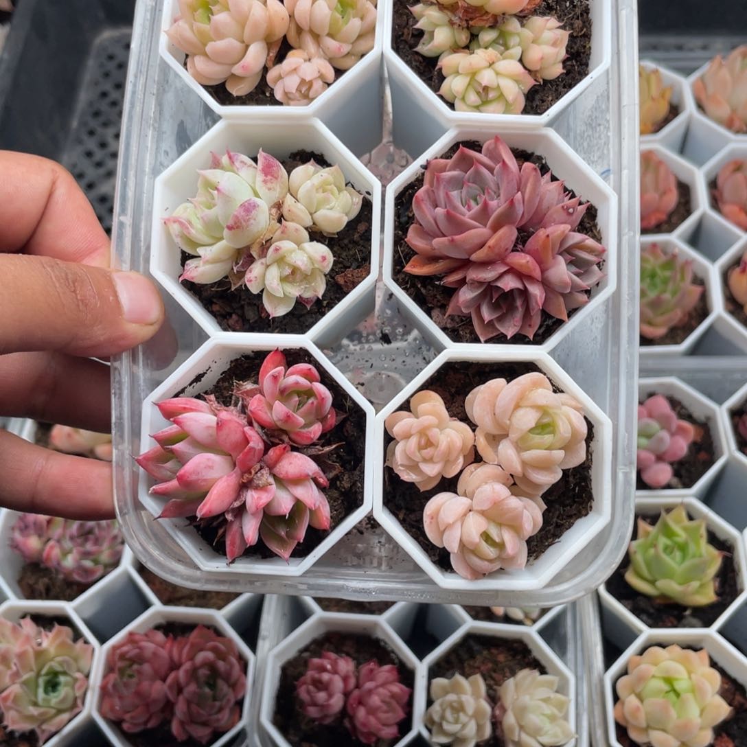 7526群生组合5.0厘米