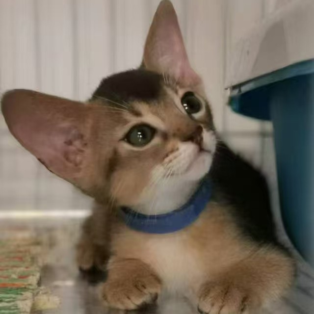 2个月阿比西尼亚猫蓝色弟弟