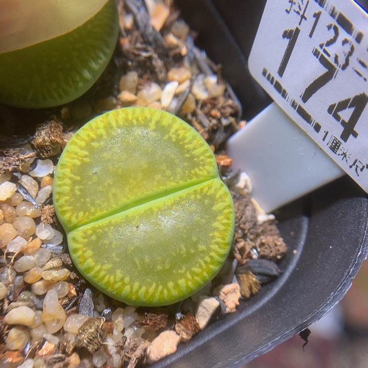 精品生石花123.174