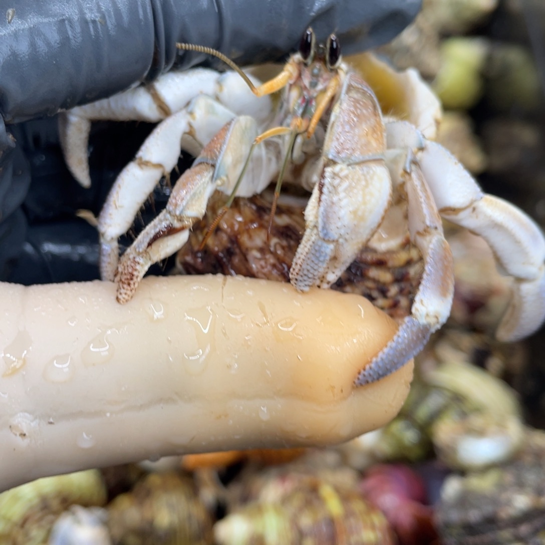 不退不换活体宠物70