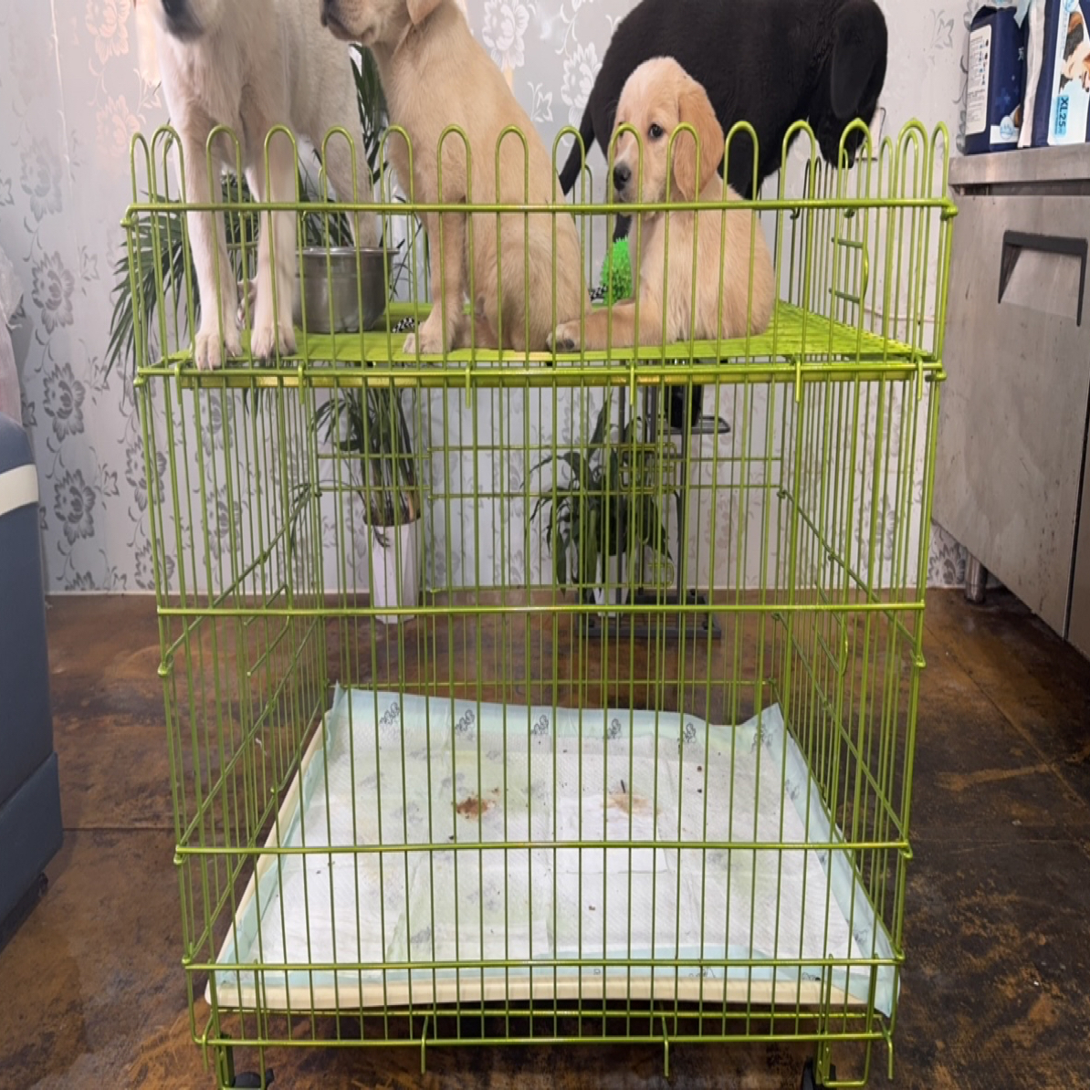 狗笼子大型中型犬室内带厕所金毛拉布拉多宠物狗屋围栏