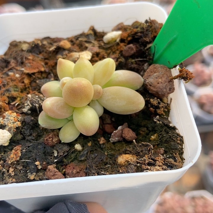 979芒果美人多肉植物