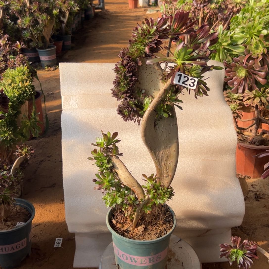 十***园伤多黑缀123高度44厘米