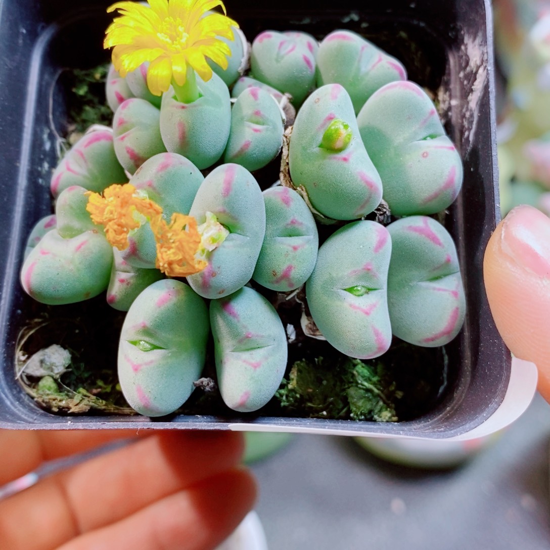 生石花花花花花花花807