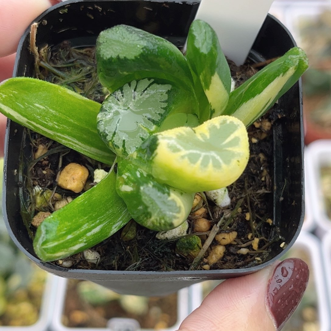 23霸王万象锦福利专场