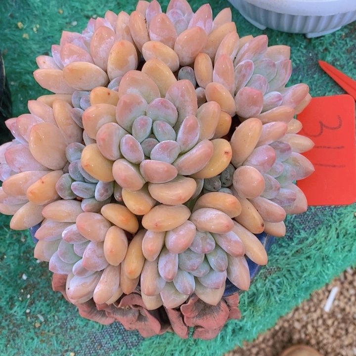 在家闲不住也会玩