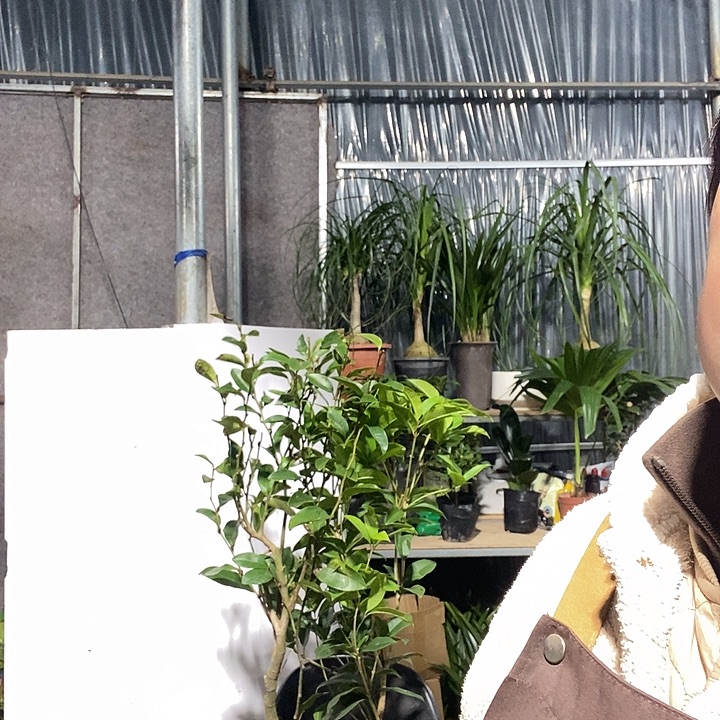 完全开放蒲葵冻坏不赔16的