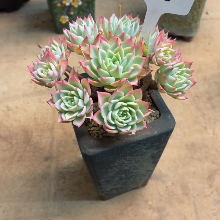 多肉植物，三色景206号