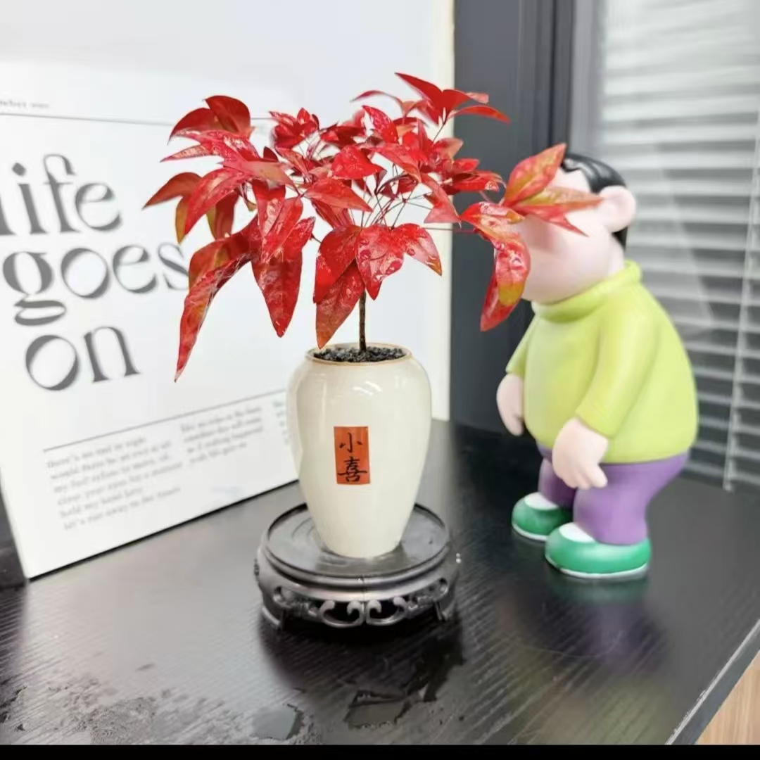 火焰南天竹盆栽绿植盆景中式客厅禅意易养活观叶桌面植物
