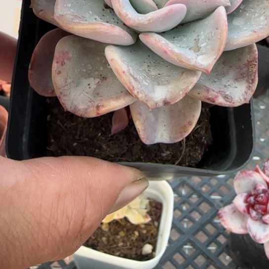 133心愿。一物一拍多肉