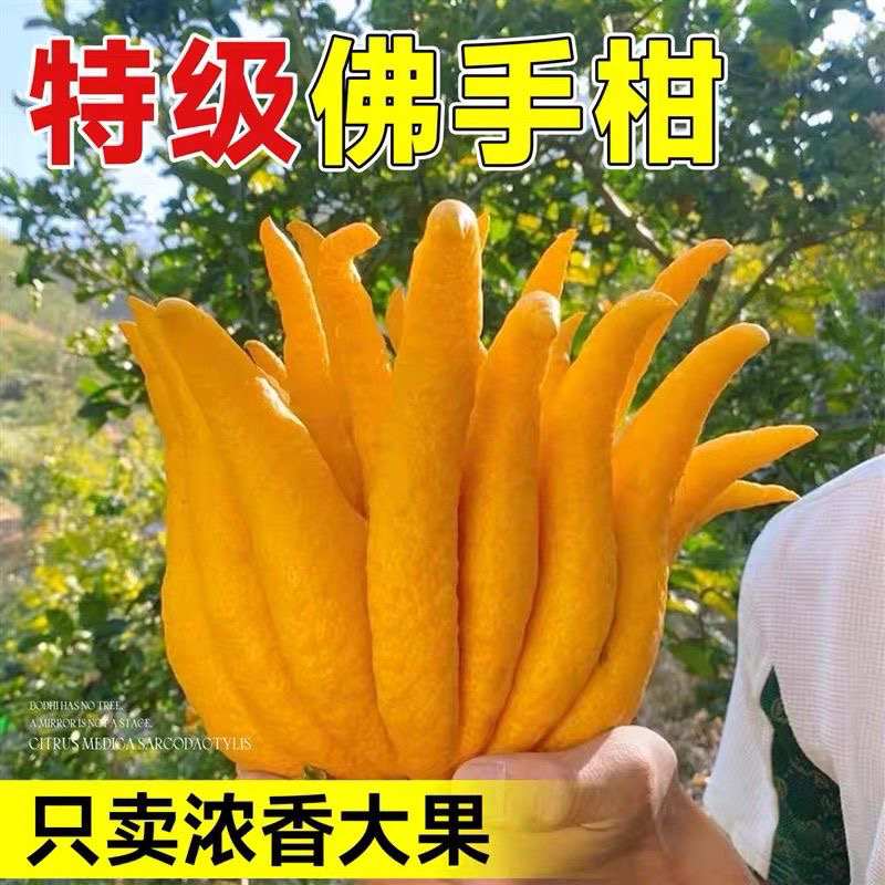 【一物一拍】佛手柑果佛手果鲜果清供水果可食用浓香型佛手招财摆件