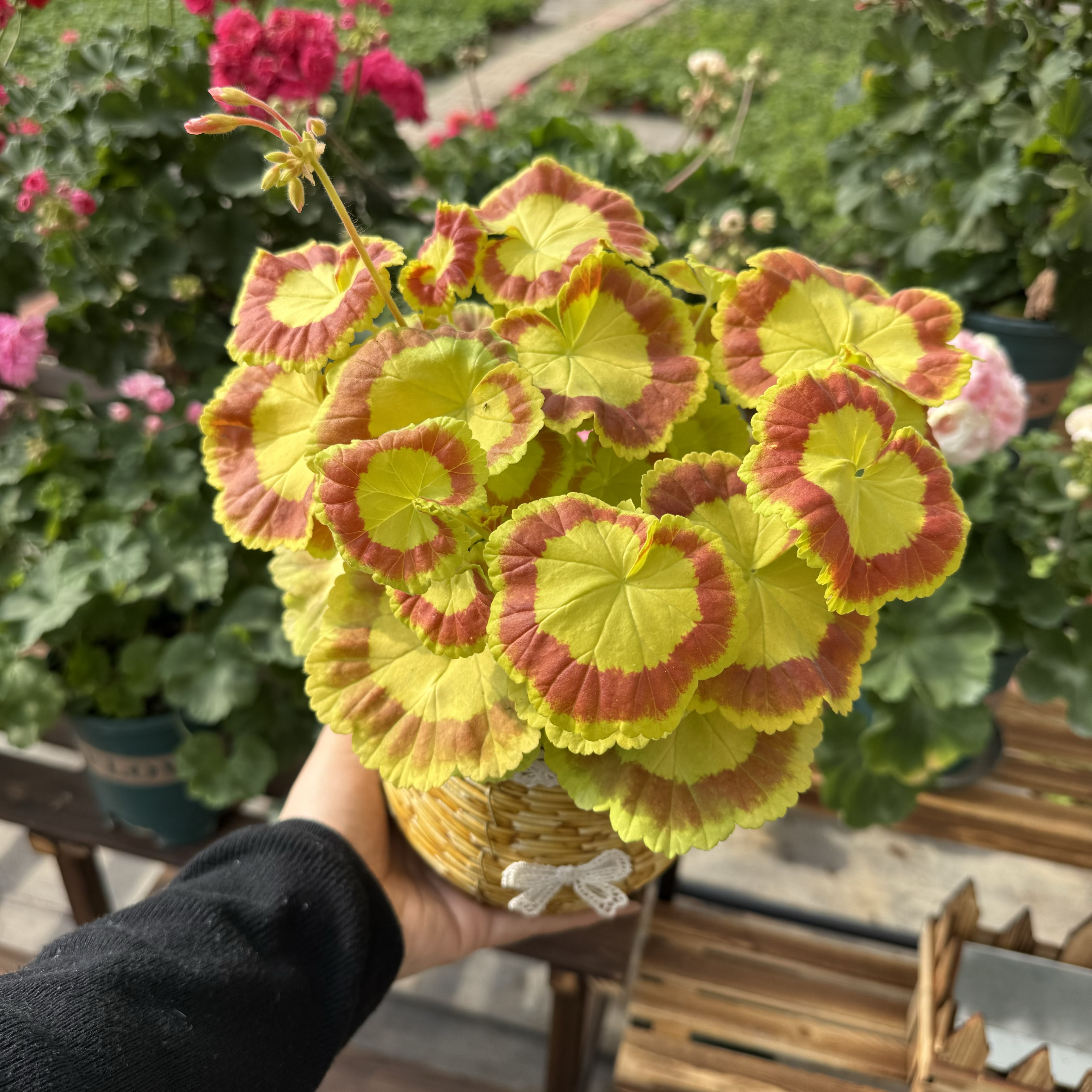 奎尔特夫人【观叶品种四季随温差叶子都不一样】