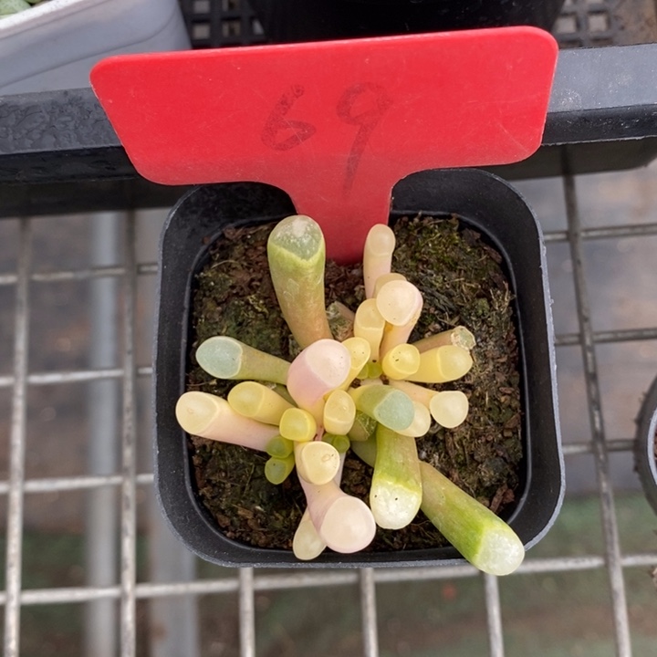 伯克利和格蕾纳等著名