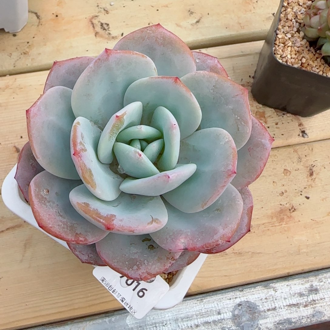 奶茶，7016多肉植物