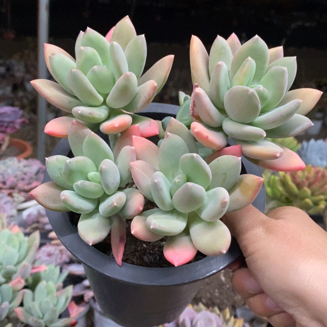 海洋之星四头起发整桩