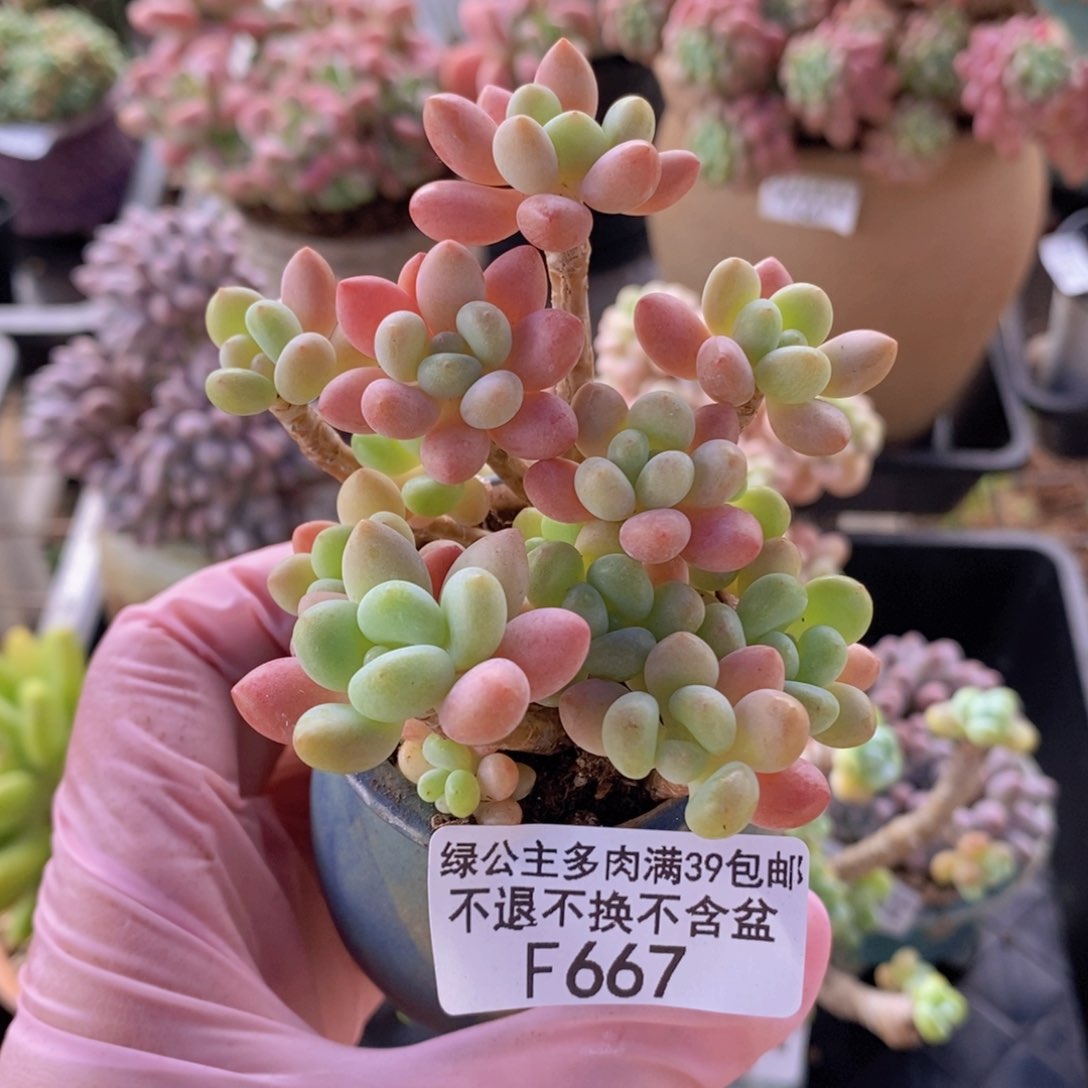 鱼子酱6cm667多肉植物
