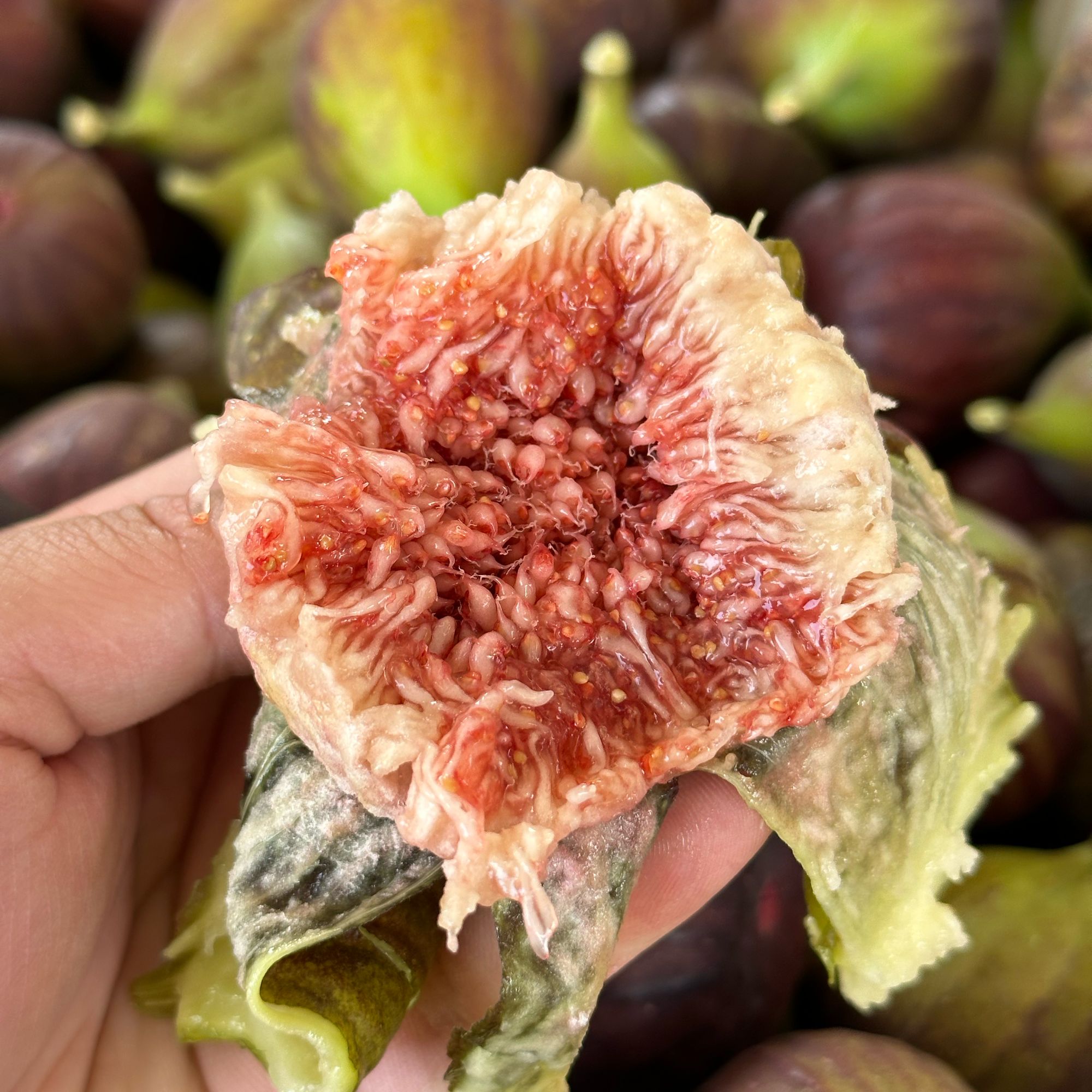 云南冬季无花果当天新鲜采摘孕妇水果口感软糯香甜坏果包赔