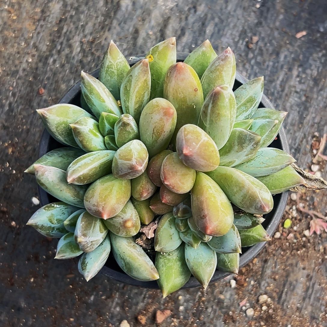 桔云多肉美人精品系列