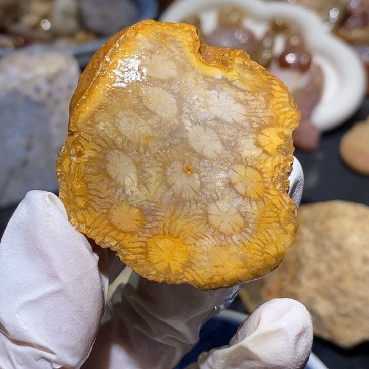 【闪购商品】未镶嵌珊瑚玉硅化玉