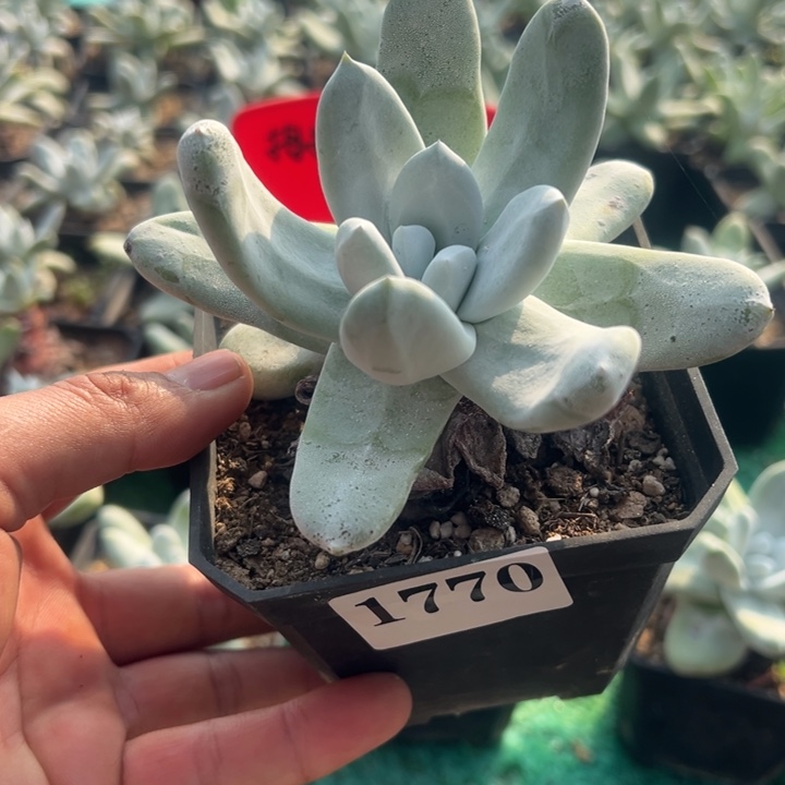 770号拇指多肉植物老庄