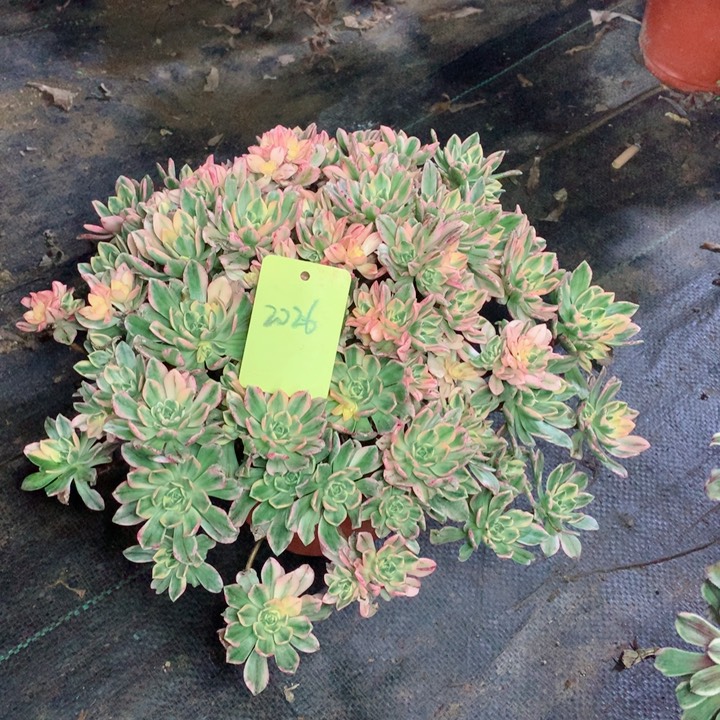 2026甜茶多肉1111111