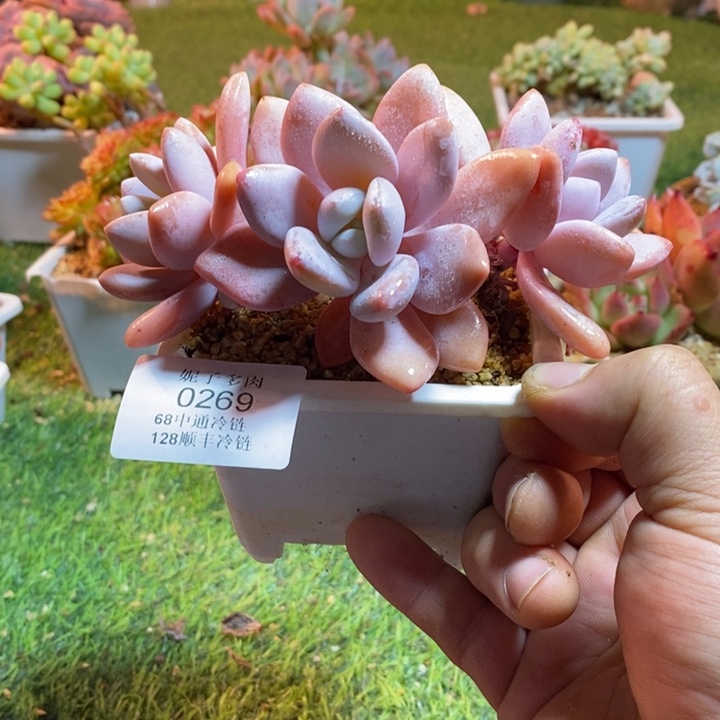 0269啊啊啊啊啊啊啊啊啊啊啊