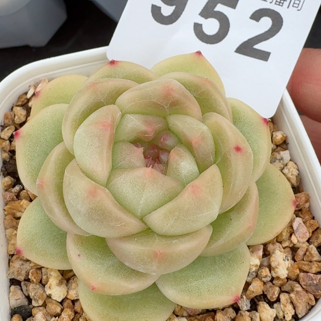 新珍妮         精品多肉