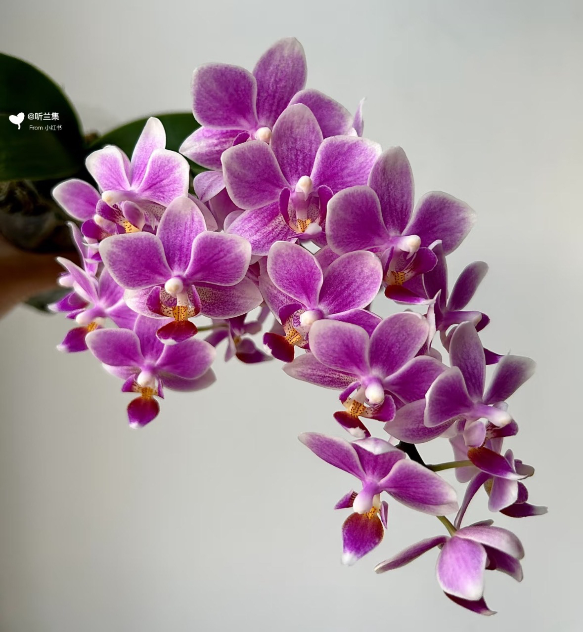 带香花苗【香格里拉】2.8寸杯带花剑根系可以（请凑单）