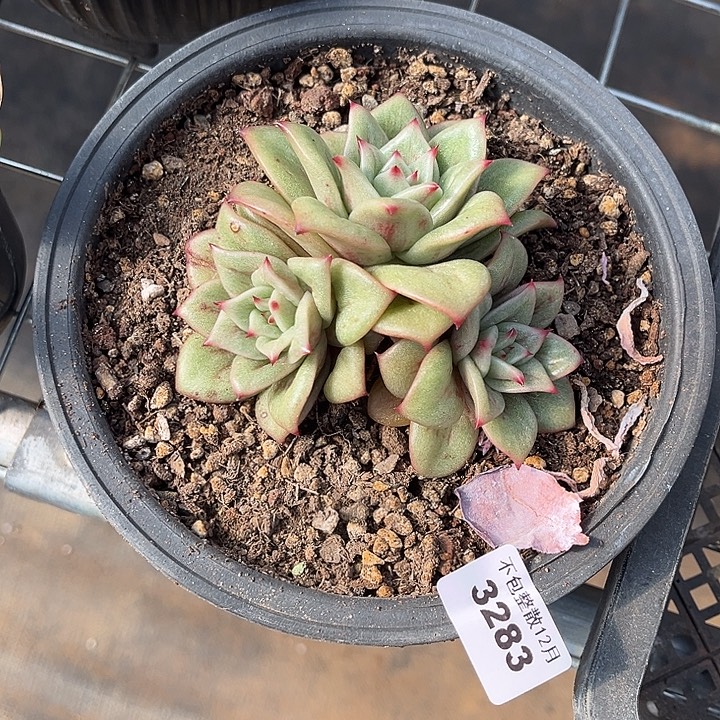 阿雅园艺。     3283玛丽亚
