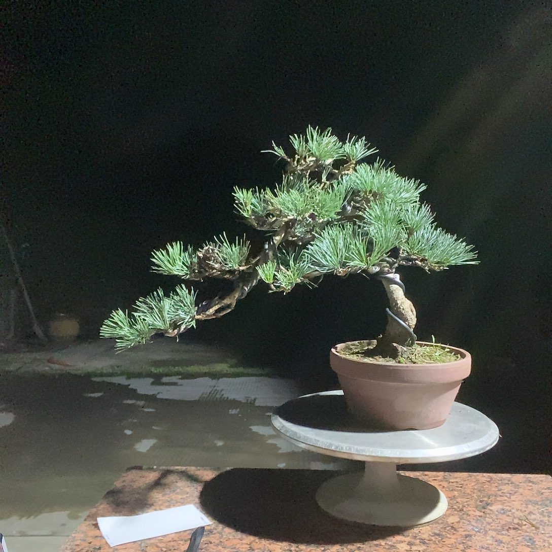 随***缘无花朵五针松五针松五针松