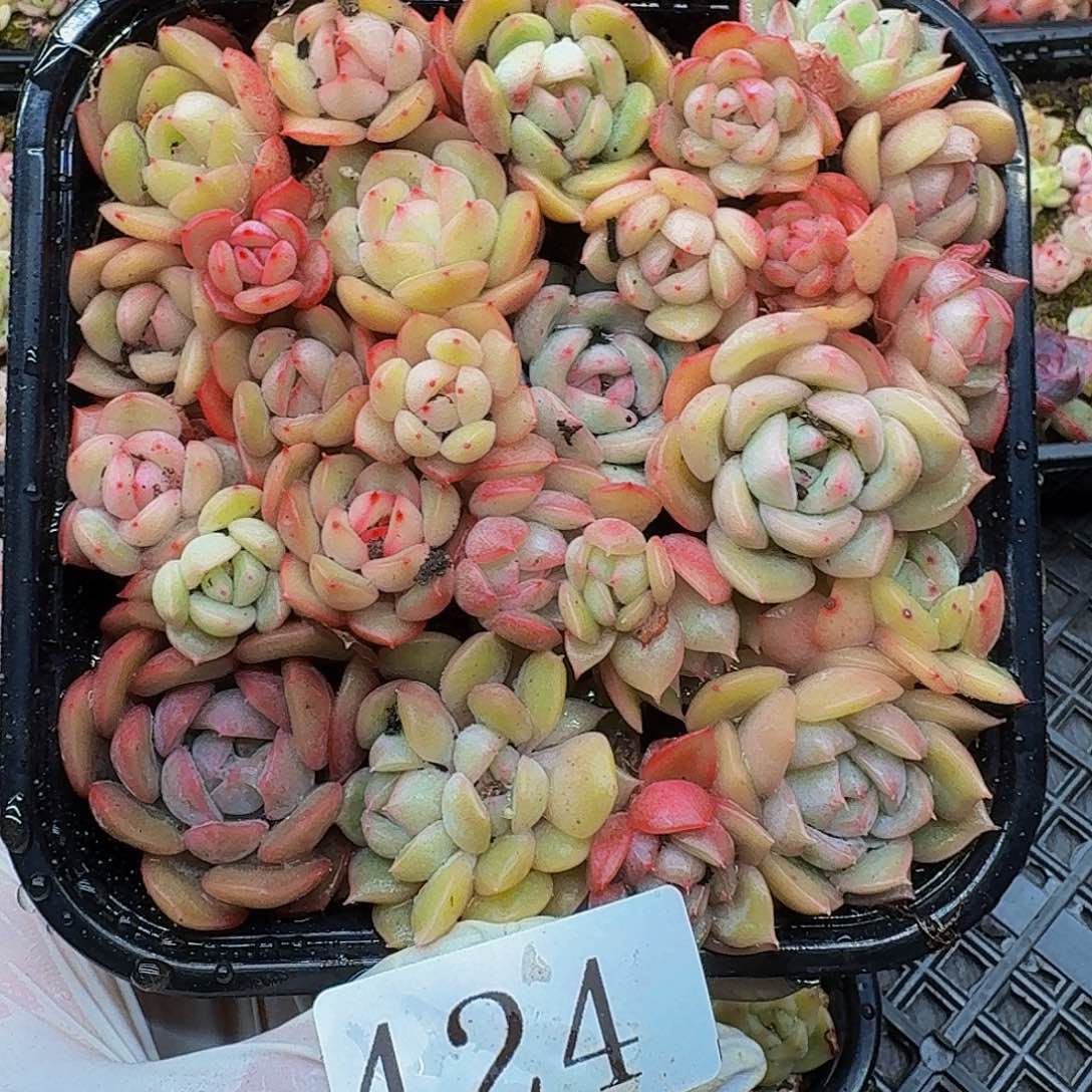 多肉植物多肉植物424