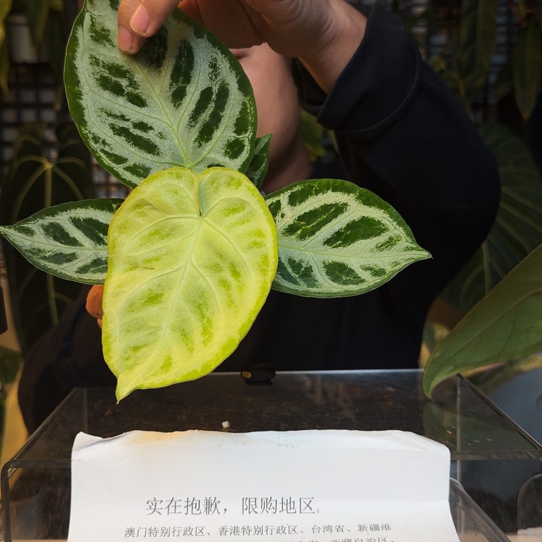 完全开放P25叶损满银铜锣烧