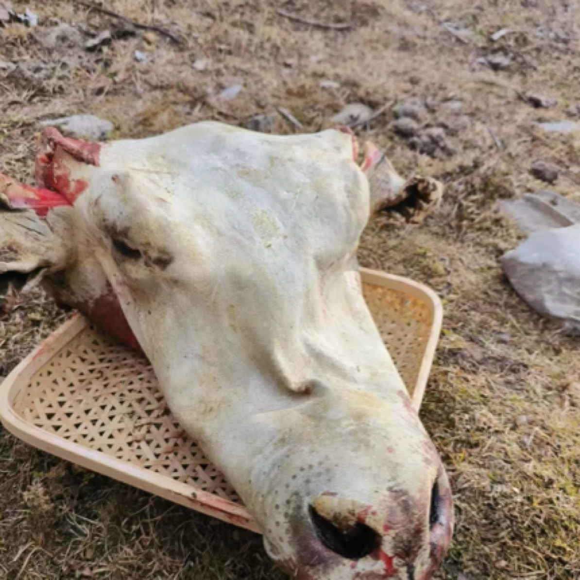 阿坝州高原散养吃草长大牦牛头皮肉