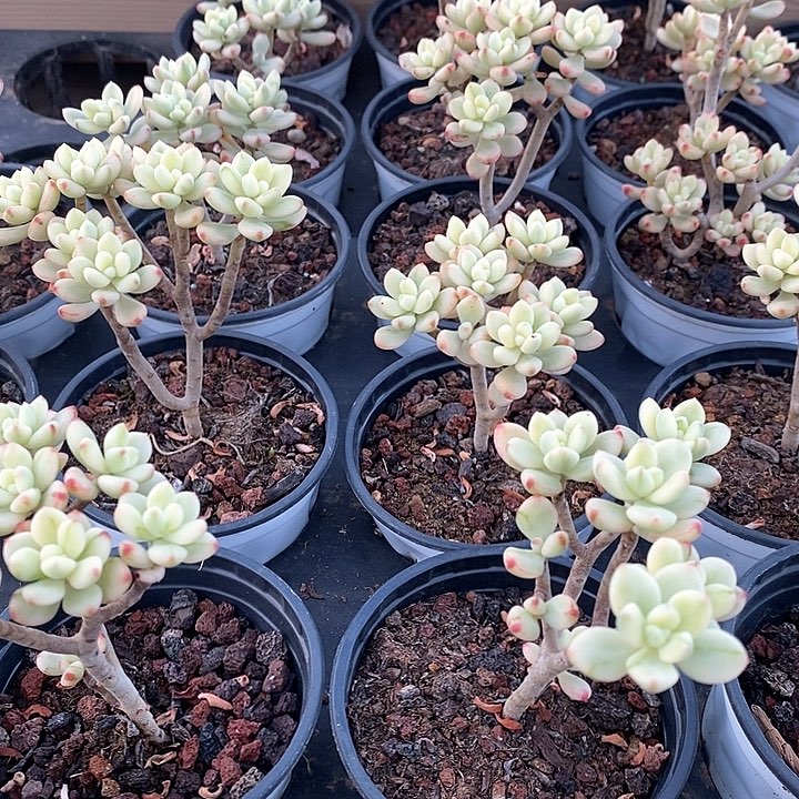 03糖果米奇锦 福利多多